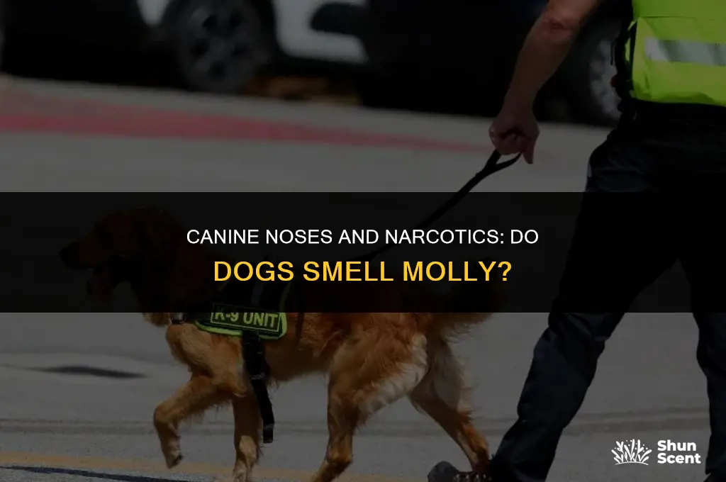 do dogs smell molly