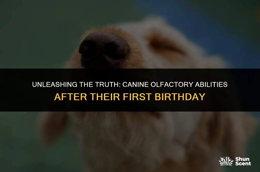 do dogs smell more after turning 1