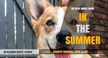 Summer Scents: Do Dogs Smell More in the Heat?