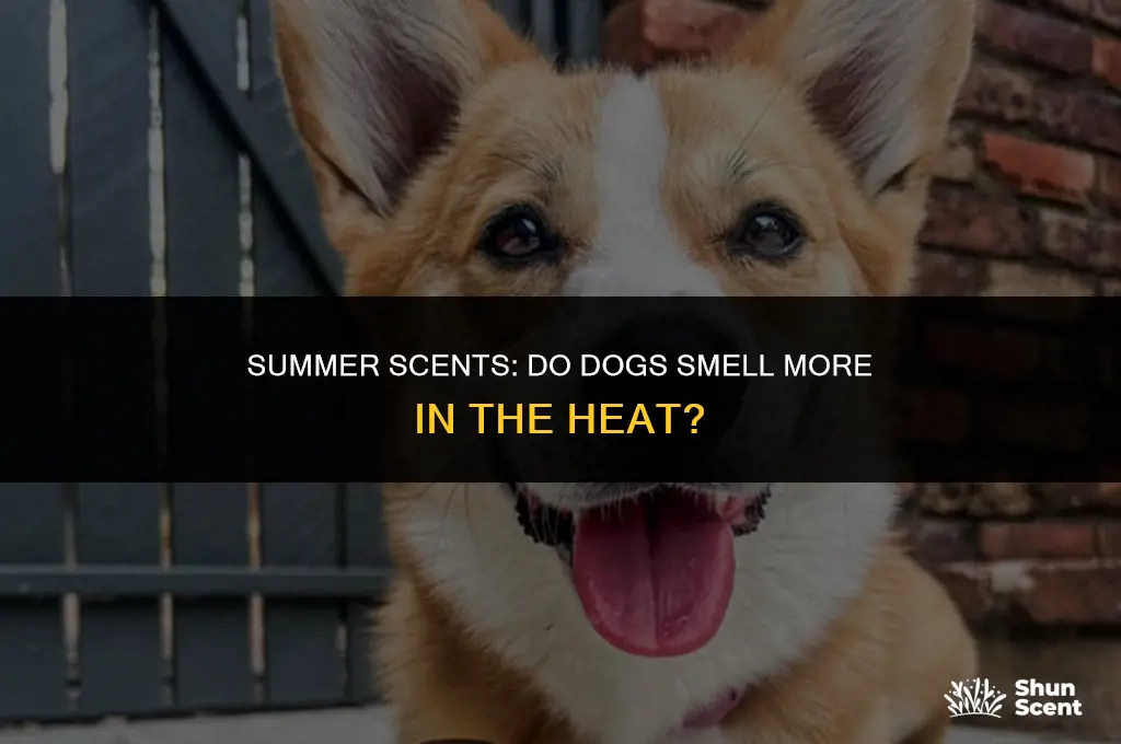 do dogs smell more in the summer