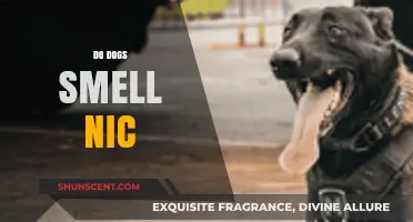 Do Dogs Smell Nicotine? Understanding Canine Senses and Health