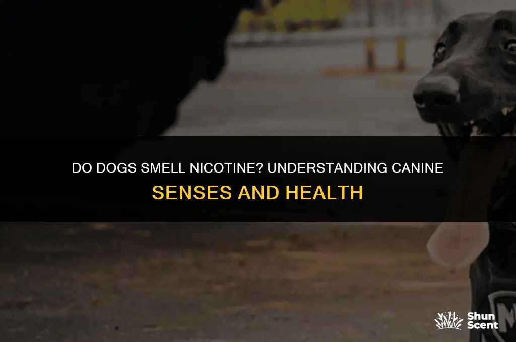 do dogs smell nic