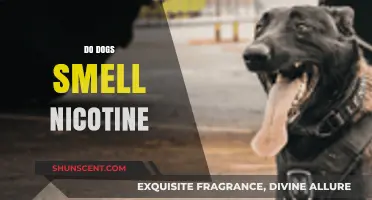 Can Canines Catch a Whiff of Nicotine? Exploring Dogs' Sense of Smell