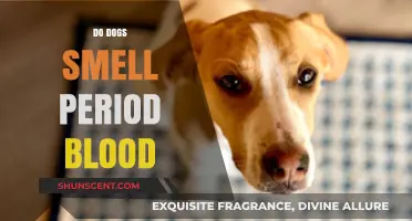 Do Dogs Have a Sixth Sense for Menstruation? The Truth Behind the Myth