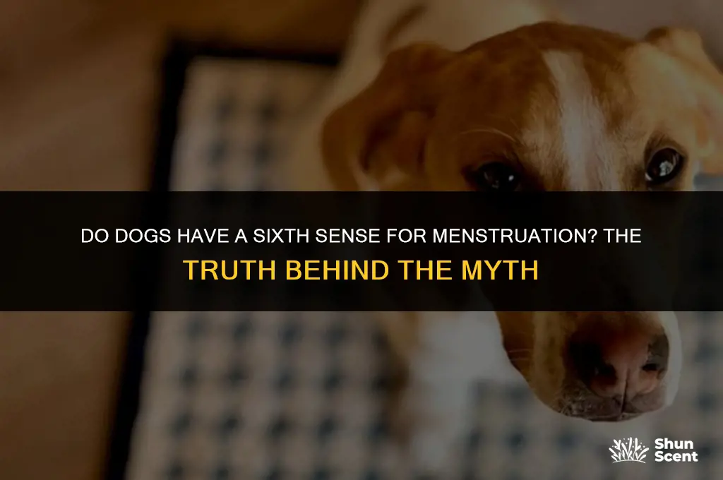 do dogs smell period blood