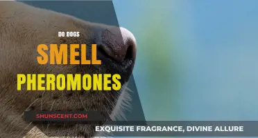 Canine Noses: Unraveling the Mystery of Pheromone Perception in Dogs