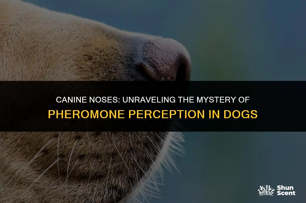 do dogs smell pheromones