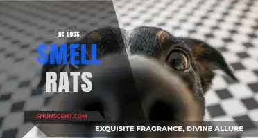 Canine Noses vs. Rodent Hiding: Do Dogs Smell Rats?
