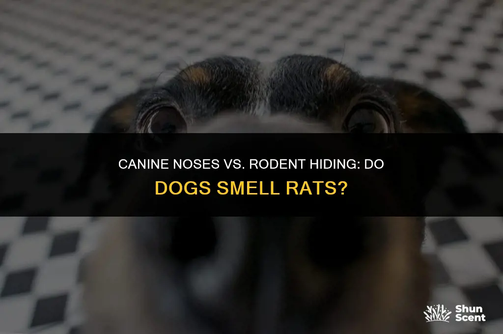 do dogs smell rats