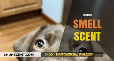 How Dogs Detect and Interpret Scents: Unlocking Their Olfactory Superpowers