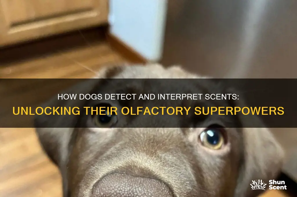 do dogs smell scent
