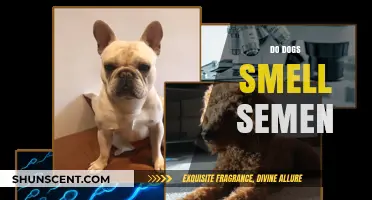 Understanding Canine Olfactory Abilities: Do Dogs Smell Semen?
