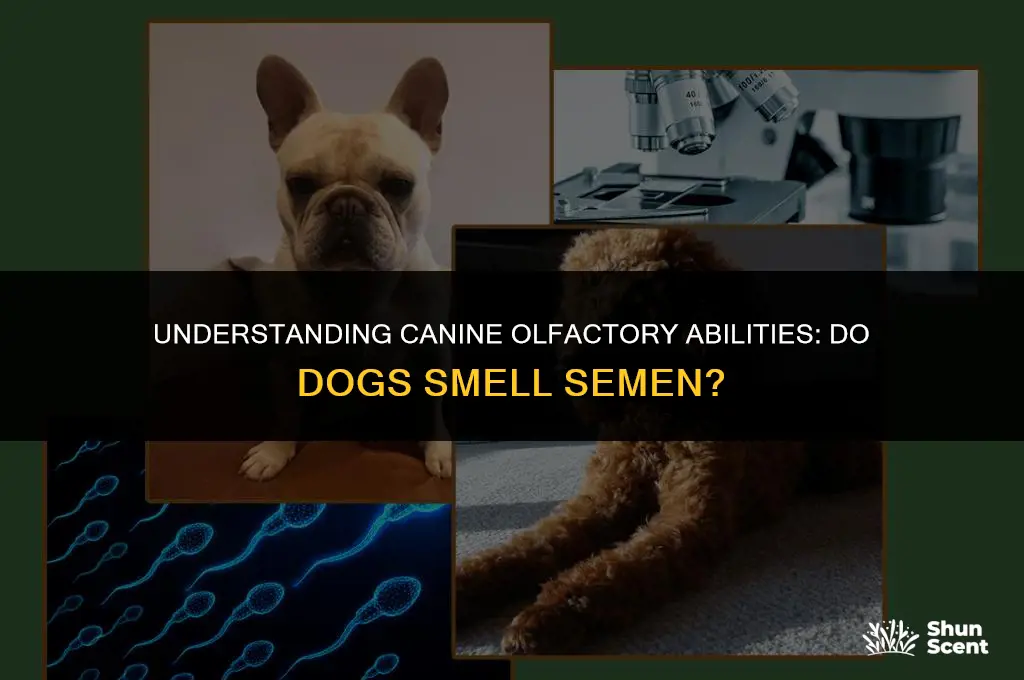 do dogs smell semen