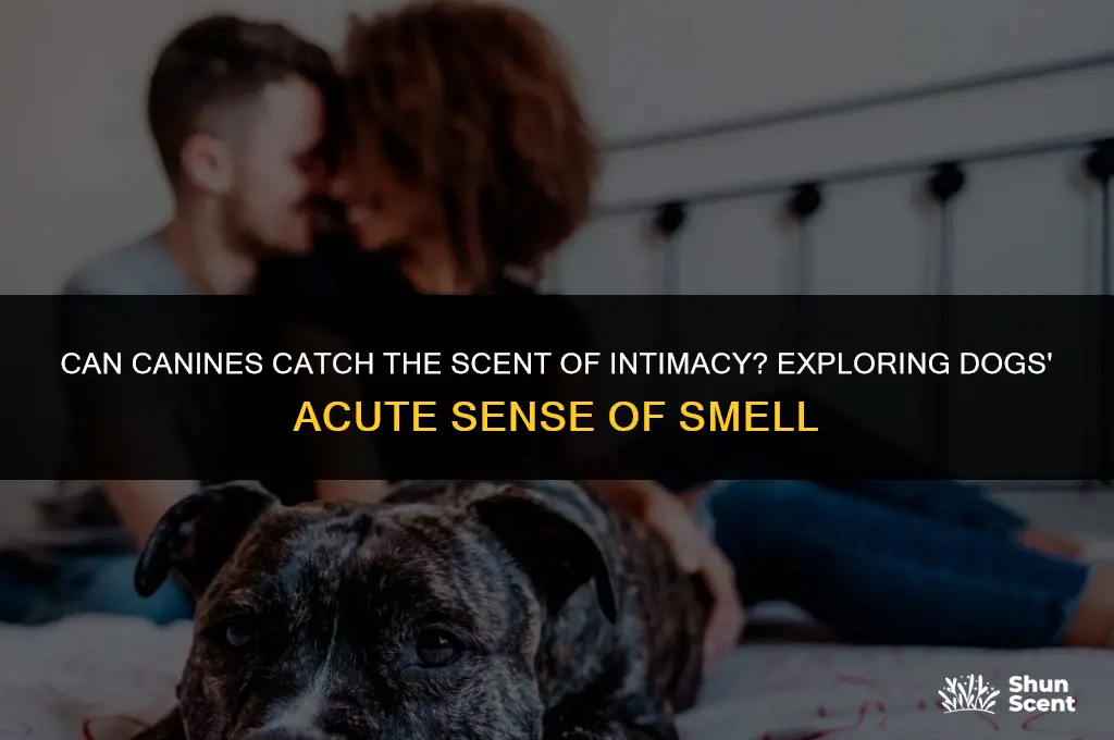 do dogs smell sex