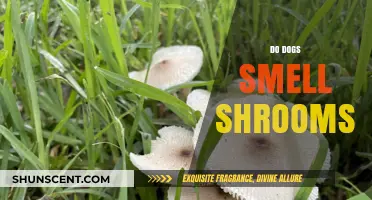 Canine noses and fungi: Do dogs really smell mushrooms?