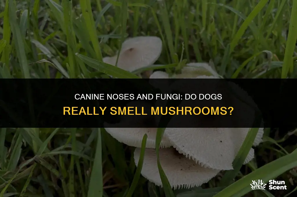 do dogs smell shrooms