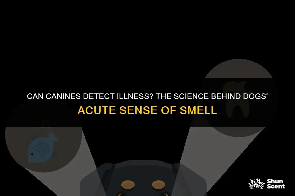 do dogs smell sickness
