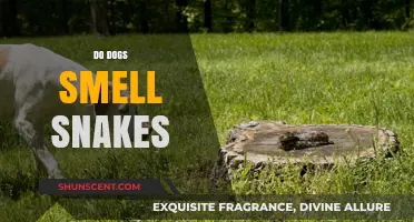 Canine Noses vs. Serpent Scents: Do Dogs Smell Snakes?