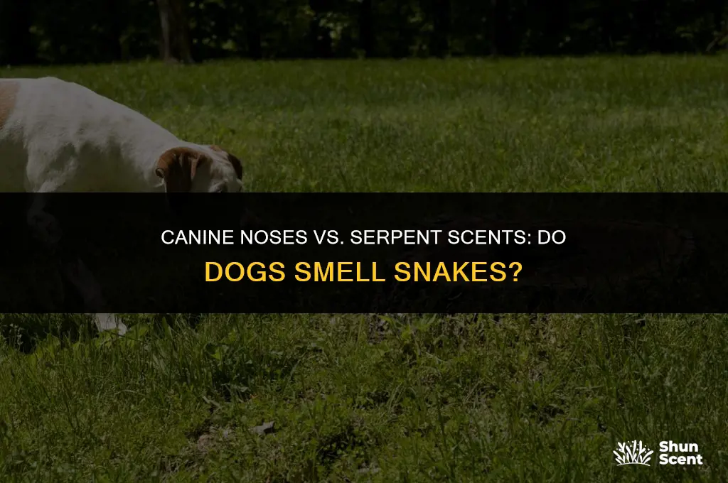 do dogs smell snakes
