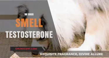 Can Canines Detect Testosterone? The Science Behind Dog Smells