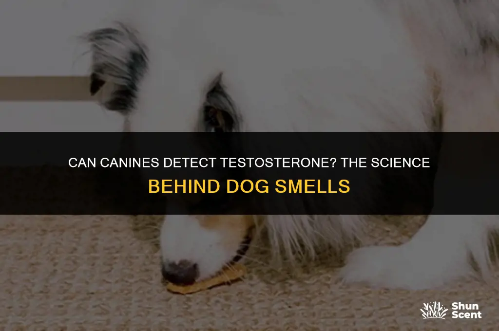 do dogs smell testosterone