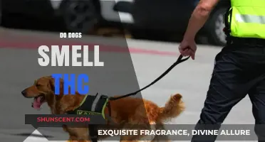Canine Noses and Cannabis: Do Dogs Smell THC?