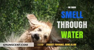 Canine Olfactory Abilities: Do Dogs Smell Through Water?