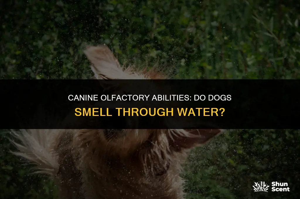 do dogs smell through water