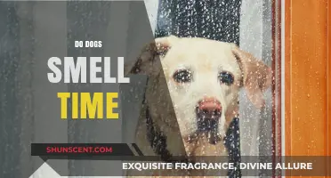 Do Dogs Smell Time? Unraveling the Canine Sense of Chronology