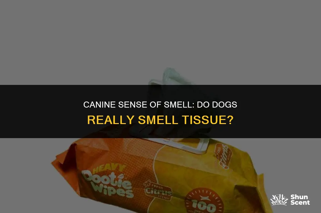 do dogs smell tissue