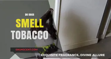 Canine Noses and Tobacco: Unraveling the Mystery of Their Acute Sense of Smell