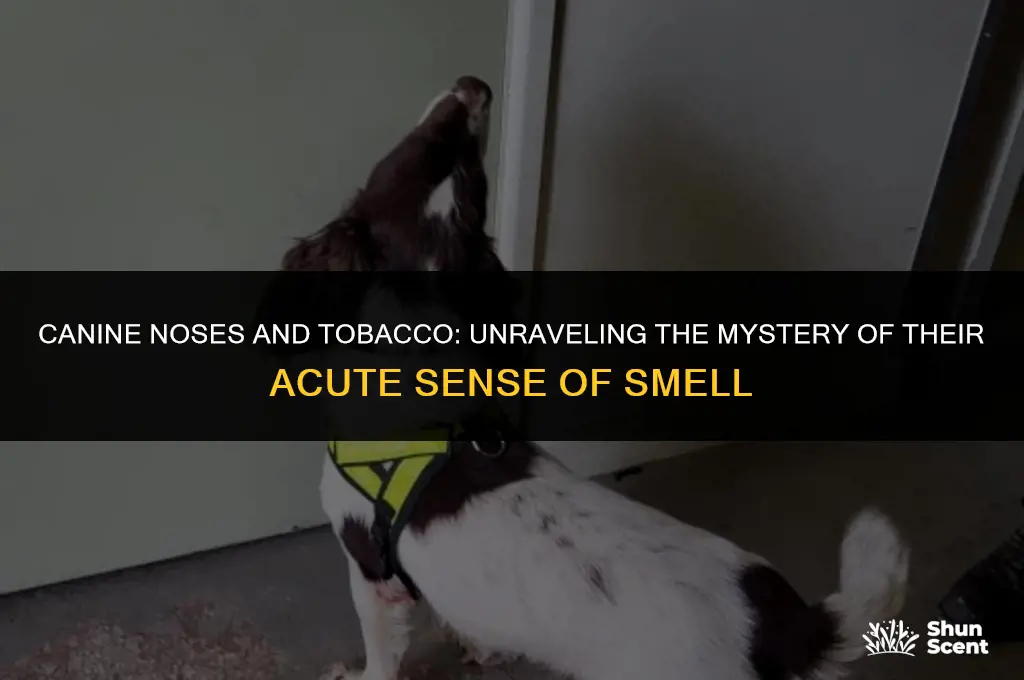 do dogs smell tobacco