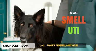 Can Dogs Detect UTIs? Understanding Canine Sensitivity to Urinary Issues