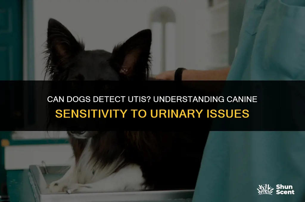do dogs smell uti