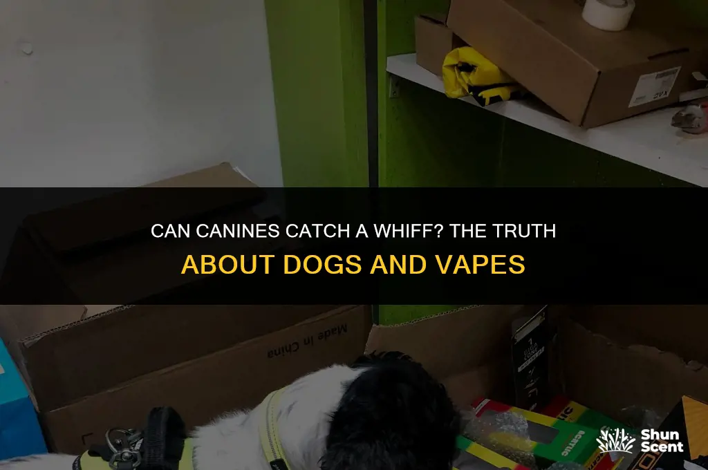 do dogs smell vapes