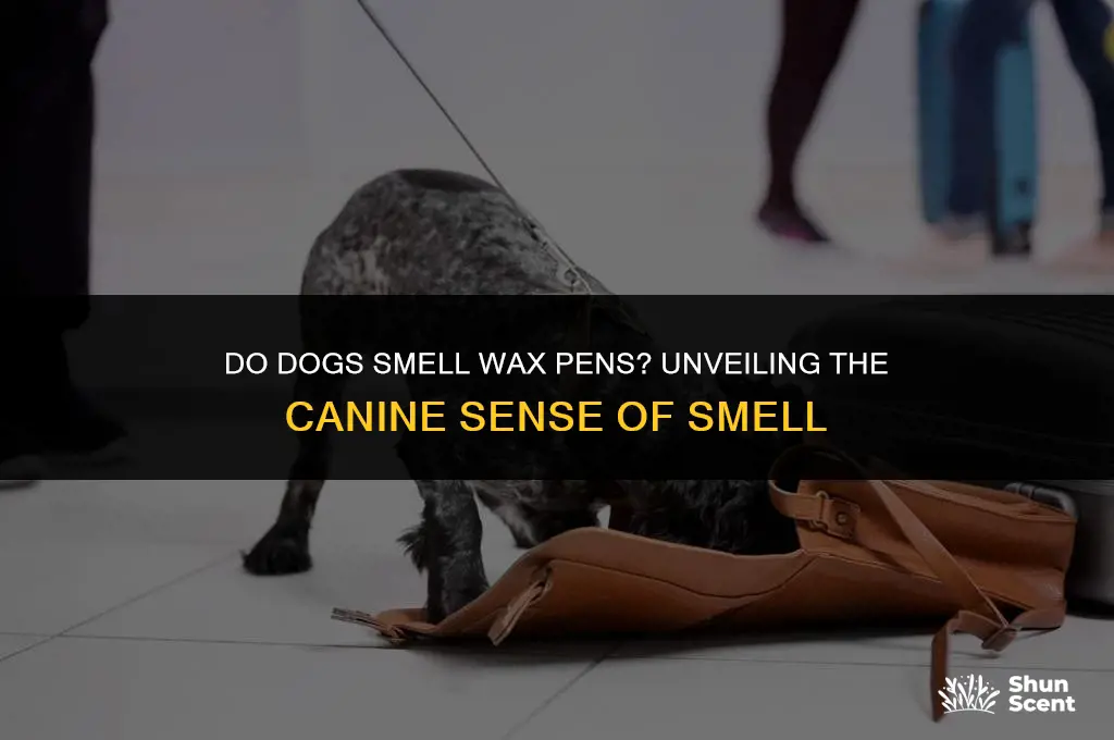 do dogs smell wax pens