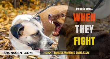Unleashing the Truth: Do Dogs Use Scent in Fights?