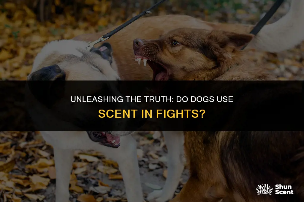 do dogs smell when they fight