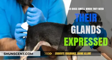 Do Dogs Smell When They Need Their Glands Expressed?