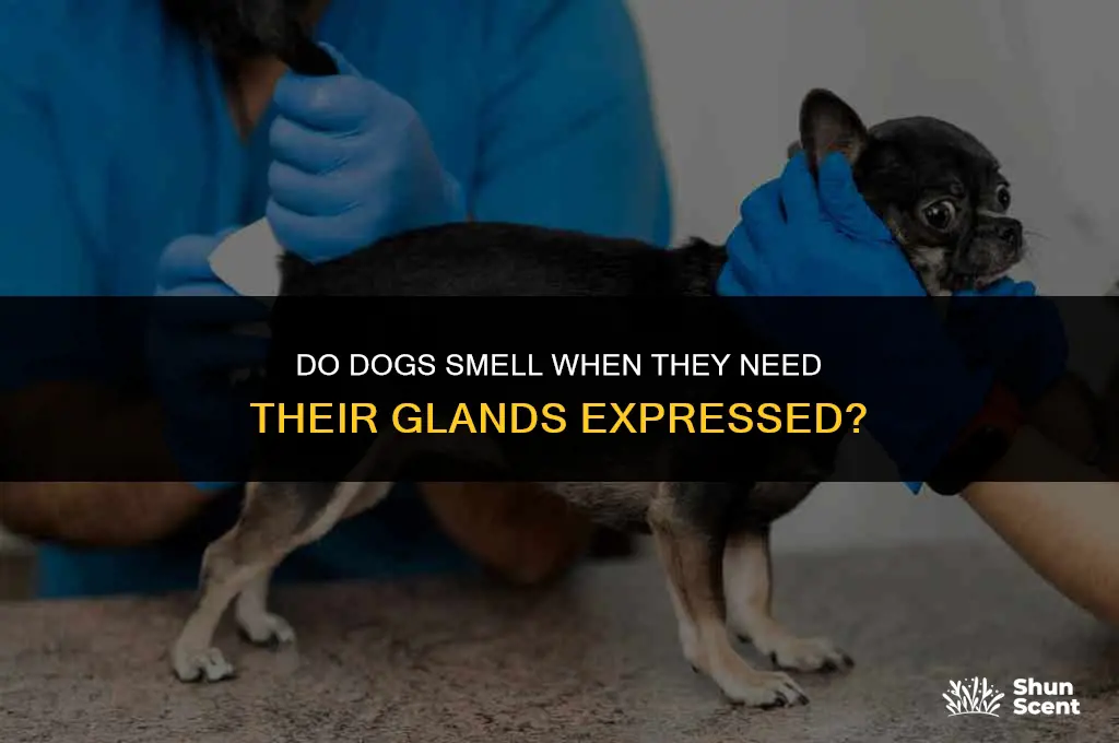 do dogs smell when they need their glands expressed