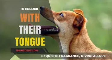 Unraveling the Myth: Do Dogs Really Smell with Their Tongues?