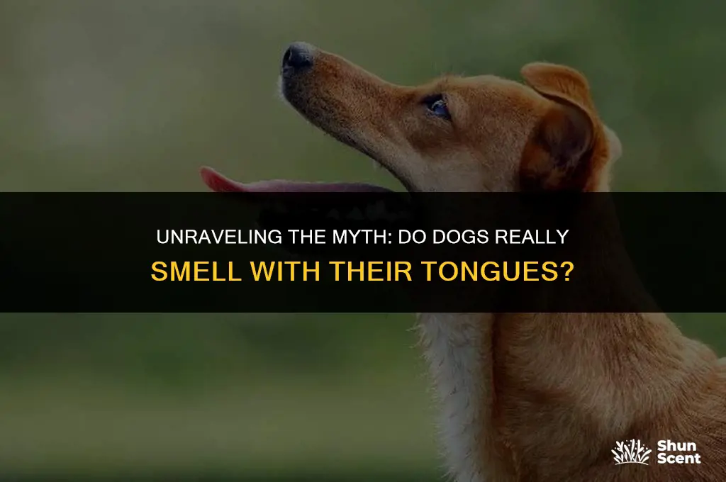 do dogs smell with their tongue