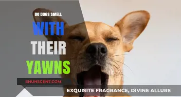 Do Dogs Smell with Their Yawns? Unraveling Canine Mysteries