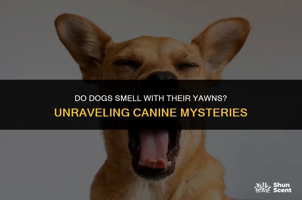 do dogs smell with their yawns