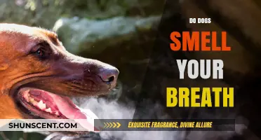 Canine Companions: Do Dogs Really Sniff Out Your Breath?