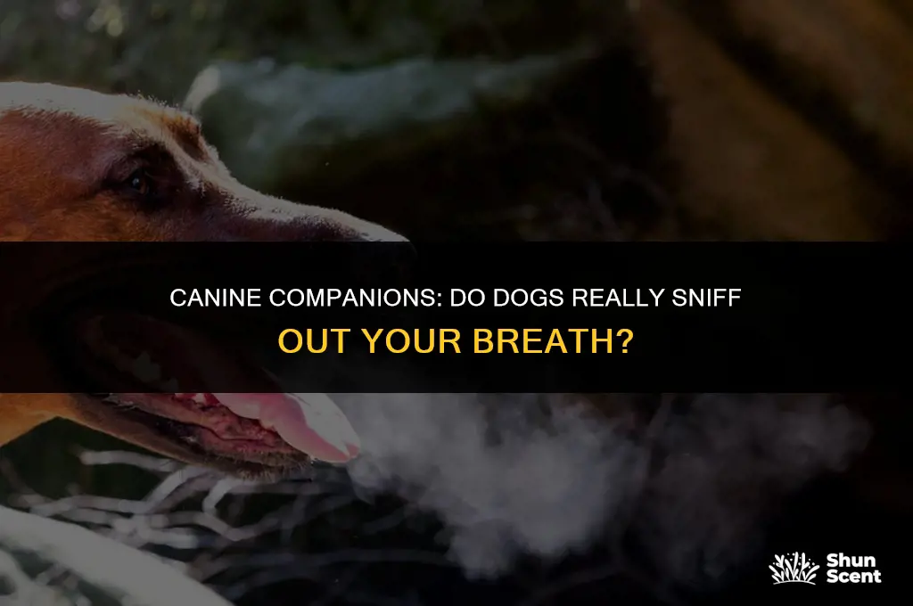 do dogs smell your breath