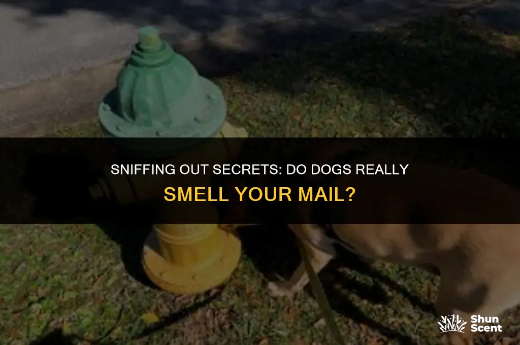 do dogs smell your mail