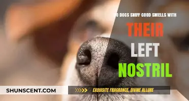Canine Olfactory Mysteries: Do Dogs Favor Their Left Nostril for Good Smells?