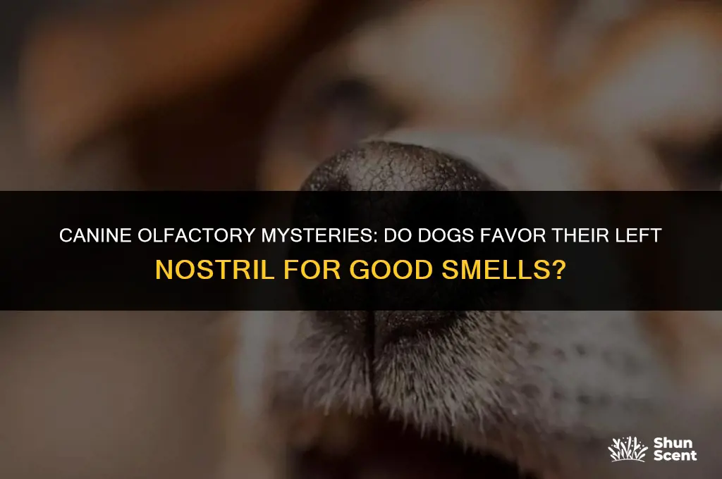 do dogs sniff good smells with their left nostril