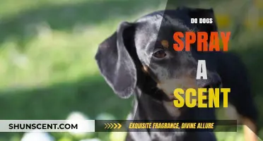 Why Dogs Spray Scent: Understanding Canine Marking Behavior and Triggers